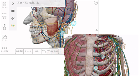 ヒューマン アナトミー アトラス 医師のキャリアを支援する情報サイト Medure メデュア ヒューマン アナトミー アトラス 医師のキャリアを支援する情報サイト Medure メデュア